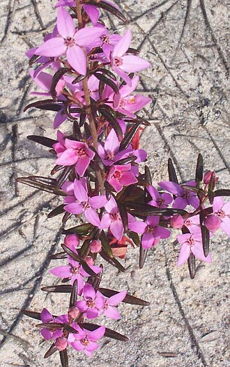Boronia ledifolia: Boronia ledifolia at West Head, Ku-ring-gai Chase National Park, Australia