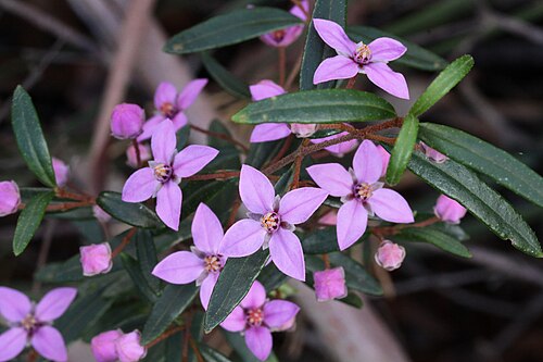 Boronia ledifolia: Sydney Boronia - Boronia ledifolia