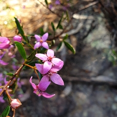 Boronia ledifolia (Boronia ledifolia)
