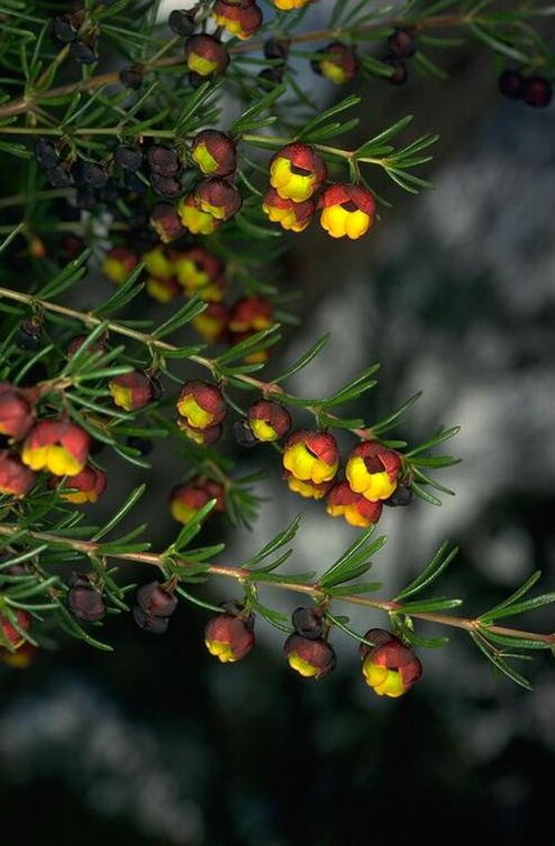 Sweet boronia: Boronia megastigma at the Australian National Botanic Gardens