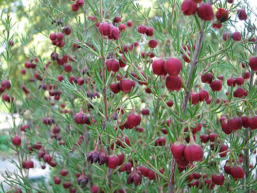 Sweet boronia: Boronia megastigma