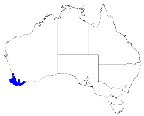 Sweet boronia: Boronia megastigma occurrence data downloaded from Australasian Virtual Herbarium 10 April 2019 using doi: https://doi.org/10.26197/5cacda08e37d9 This download 