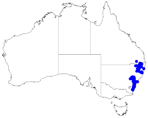 Boronia microphylla: Boronia microphylla occurrence data downloaded from Australasian Virtual Herbarium 10 April 2019 using doi: https://doi.org/10.26197/5cacda08e37d9 This download