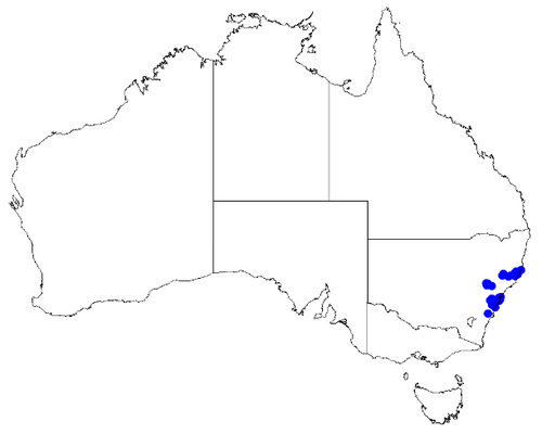 Boronia mollis: Boronia mollis occurrence data downloaded from Australasian Virtual Herbarium 10 April 2019 using doi: https://doi.org/10.26197/5cacda08e37d9 This download incl
