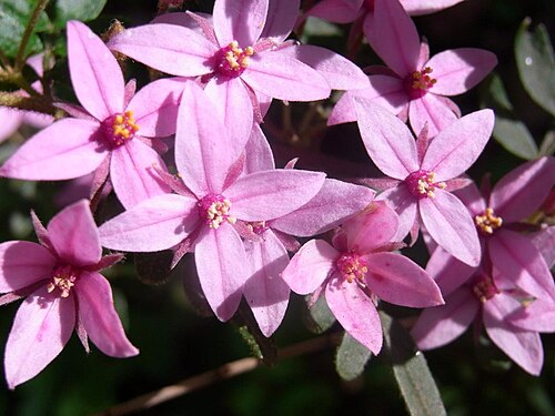 Boronia mollis: Boronia mollis, labelled at Stoney Range Gardens, Dee Why, Australia