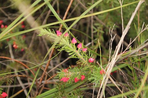 Boronia molloyae (Boronia molloyae)