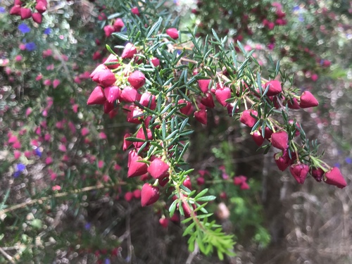 Boronia molloyae (Boronia molloyae)