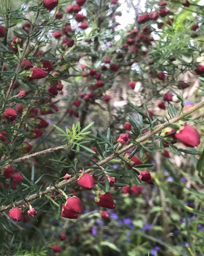 Boronia molloyae (Boronia molloyae)