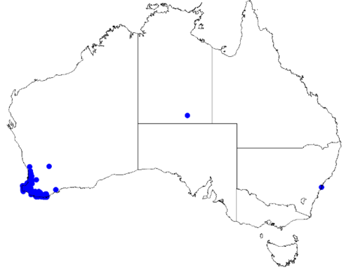 Boronia molloyae: Boronia molloyae downloaded from Australasian Virtual Herbarium 10 April 2019 using doi: https://doi.org/10.26197/5cacda08e37d9 This download included all the e