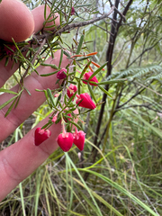 Boronia molloyae (Boronia molloyae)