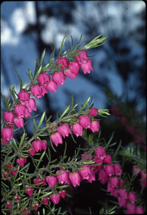 Boronia molloyae: Boronia molloyae in the Australian National Botanic Gardens