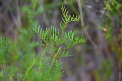 Pink boronia (Boronia muelleri)