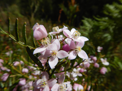 Pink boronia (Boronia muelleri)