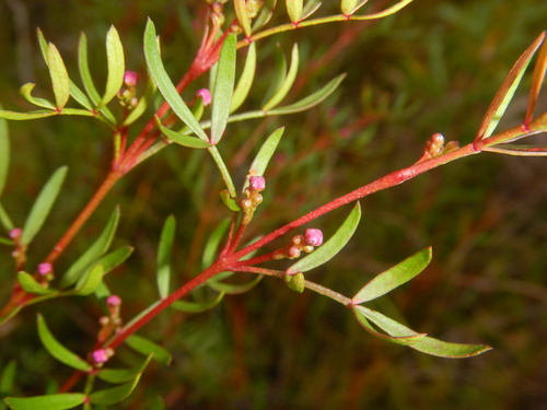 Pink boronia (Boronia muelleri)