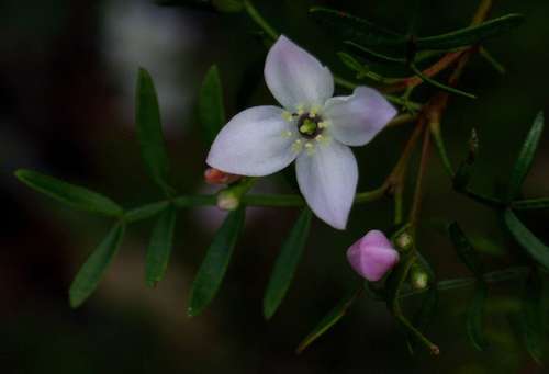 Pink boronia (Boronia muelleri)