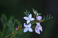 Pink boronia (Boronia muelleri)