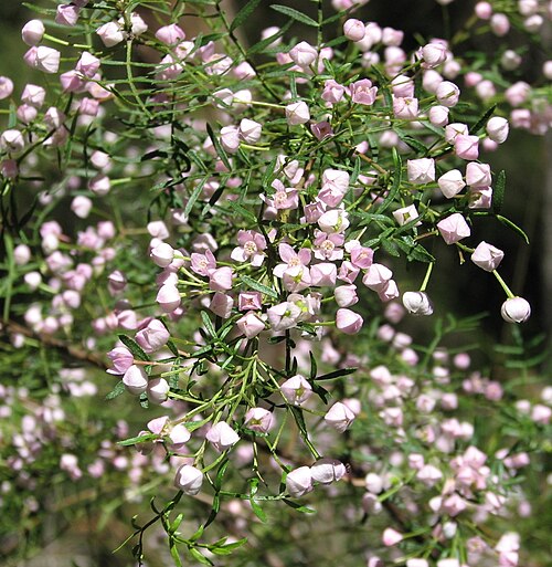 Pink boronia: Boronia muelleri , Bunyip State Park , Victoria, Australia