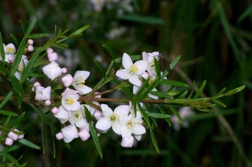Pink boronia (Boronia muelleri)