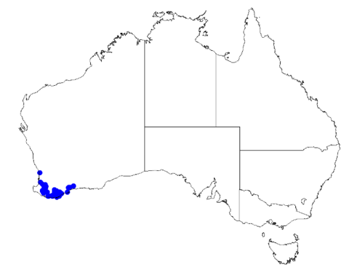 Boronia nematophylla: Boronia nematophylla downloaded from Australasian Virtual Herbarium 10 April 2019 using doi: https://doi.org/10.26197/5cacda08e37d9 This download included all t