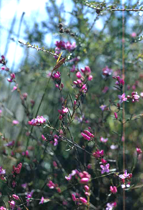 Boronia nematophylla: Boronia nematophylla near the Albany Highway