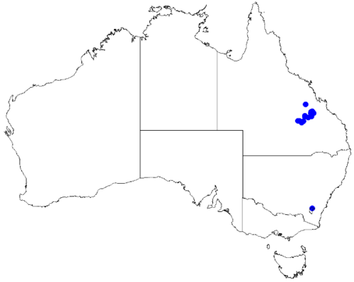 Boronia obovata: Boronia obovata downloaded from Australasian Virtual Herbarium 10 April 2019 using doi: https://doi.org/10.26197/5cacda08e37d9 This download included all the en