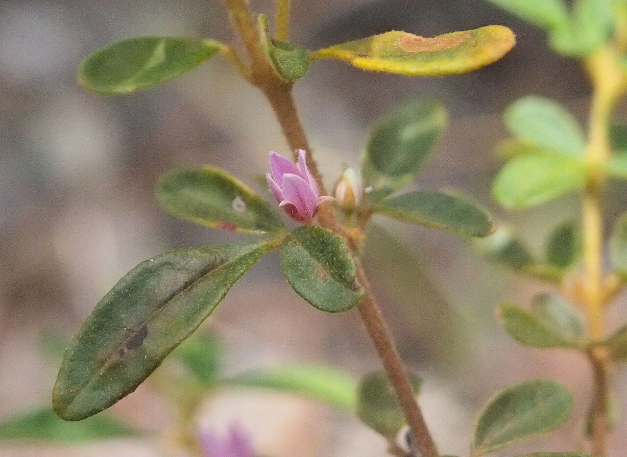 Boronia obovata: Boronia obovata flower