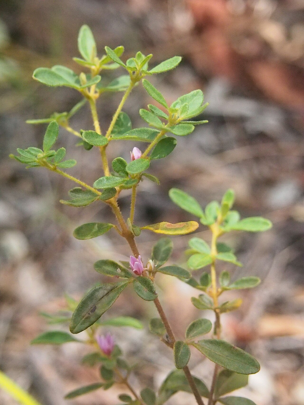 Boronia obovata: Boronia obovata