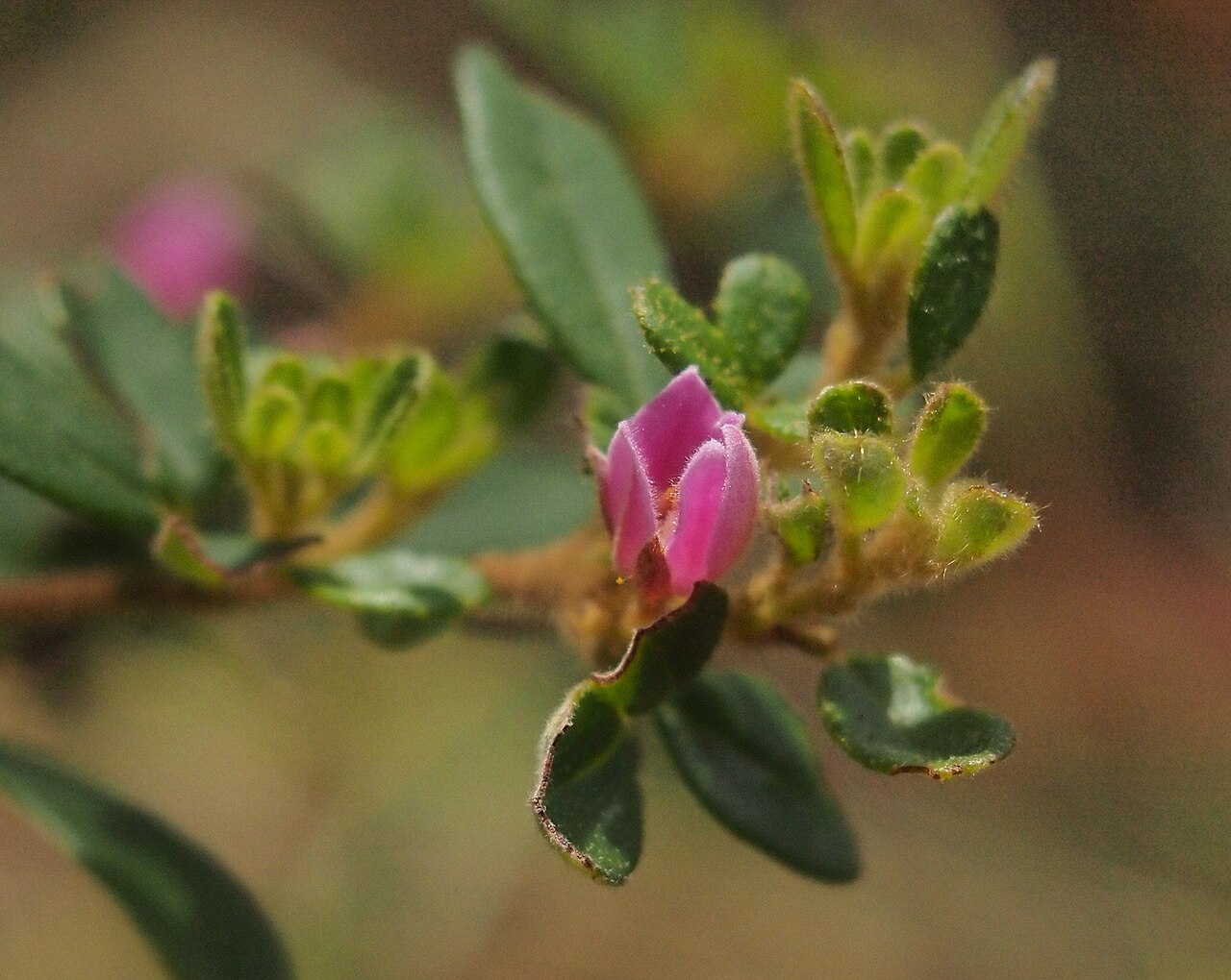 Boronia obovata: Boronia obovata flower and foliage