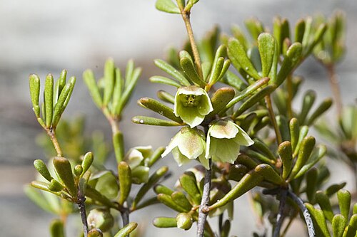 Boronia octandra: Foliage and flowers of Boronia octandra in Nuytsland Nature Reserve near Madura Pass, Western Australia