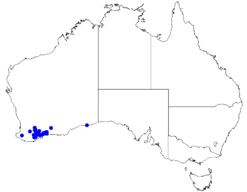 Boronia octandra: Boronia octandra downloaded from Australasian Virtual Herbarium 10 April 2019 using doi: https://doi.org/10.26197/5cacda08e37d9 This download included all the e