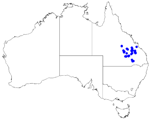 Boronia odorata: Boronia odorata downloaded from Australasian Virtual Herbarium 10 April 2019 using doi: https://doi.org/10.26197/5cacda08e37d9 This download included all the en