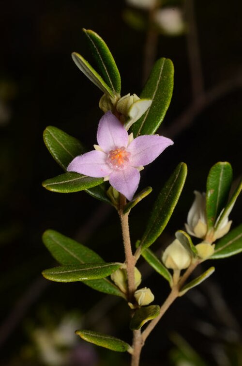 Boronia odorata: Foliage and flowers of Boronia odorata in Carnarvon National Park, Goodliffe Section, about 150 km E of Blackall, Queensland