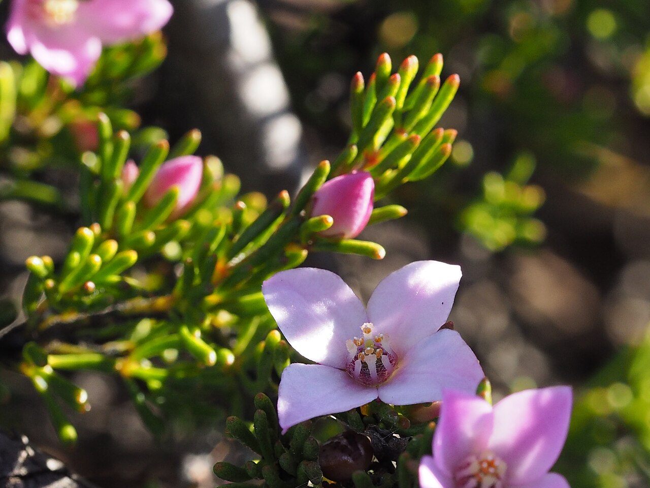 Boronia oxyantha: Boronia oxyantha growing in a roadside drain near the old Elverdton gold mine on the Ravensthorpe-Hopetoun Road