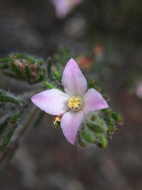 Boronia oxyantha: Boronia oxyantha growing near Ravensthorpe, Western Australia