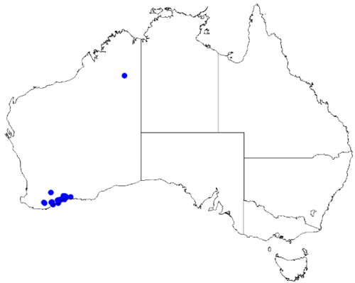 Boronia oxyantha: Boronia oxyantha downloaded from Australasian Virtual Herbarium 10 April 2019 using doi: https://doi.org/10.26197/5cacda08e37d9 This download included all the e