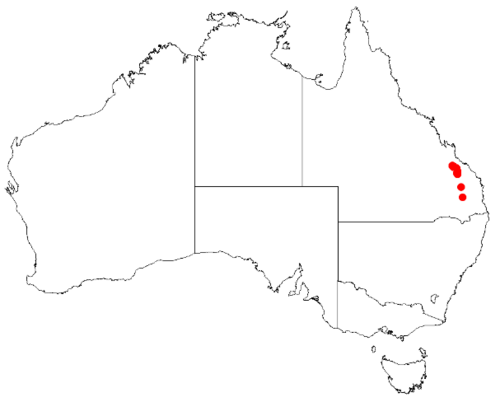 Boronia palasepala: Boronia palasepala Occurrence data from Australasian Virtual Herbarium downloaded 8 April 2019 using DOI https://doi.org/10.26197/5caadda633168
