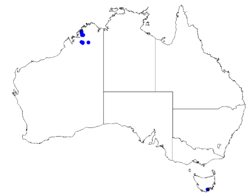 Boronia pauciflora: Boronia pauciflora downloaded from Australasian Virtual Herbarium 10 April 2019 using doi: https://doi.org/10.26197/5cacda08e37d9 This download included all the