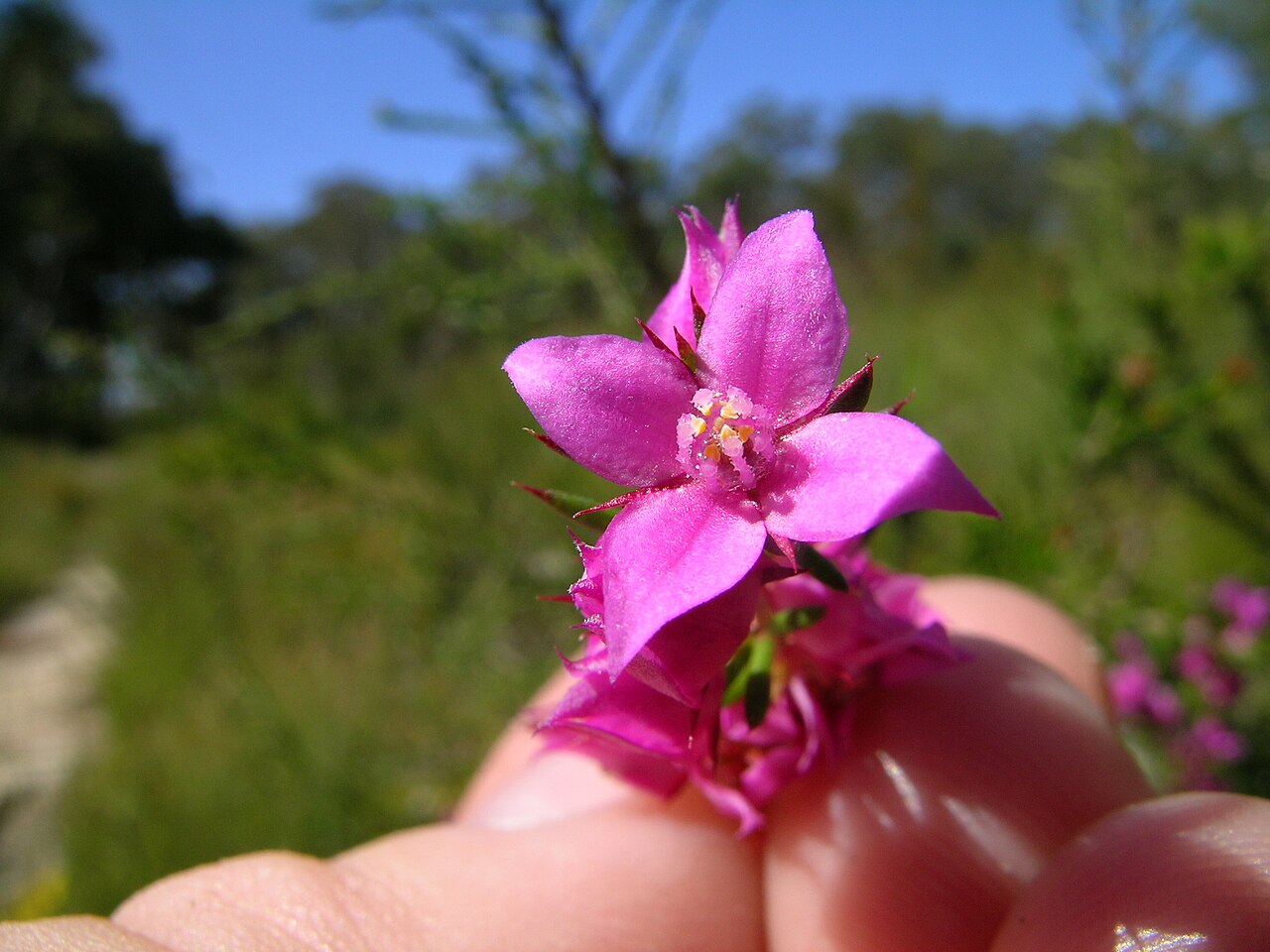 Boronia pinnata: Shrub 0.5–1.5 m tall with strongly aromatic leaves and flowers. Leaves are pinnate with 5–11 leaflets; leaflets are narrow-elliptic or narrow-oblong, 5–25 mm lo