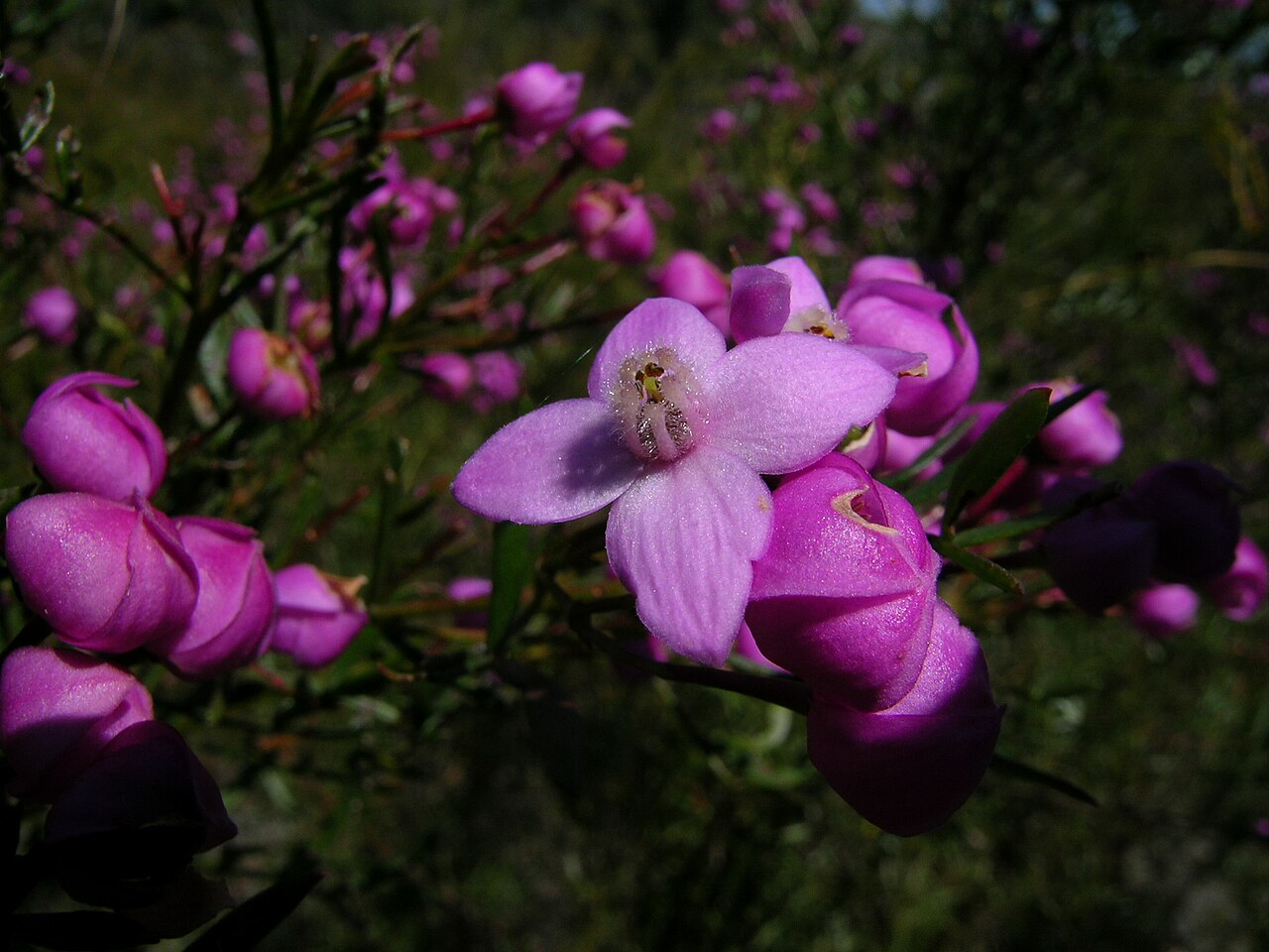 Boronia pinnata: Shrub 0.5–1.5 m tall with strongly aromatic leaves and flowers. Leaves are pinnate with 5–11 leaflets; leaflets are narrow-elliptic or narrow-oblong, 5–25 mm lo