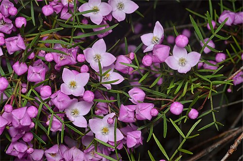Boronia pinnata: Boronia pinnata in the Australian National Botanic Gardens