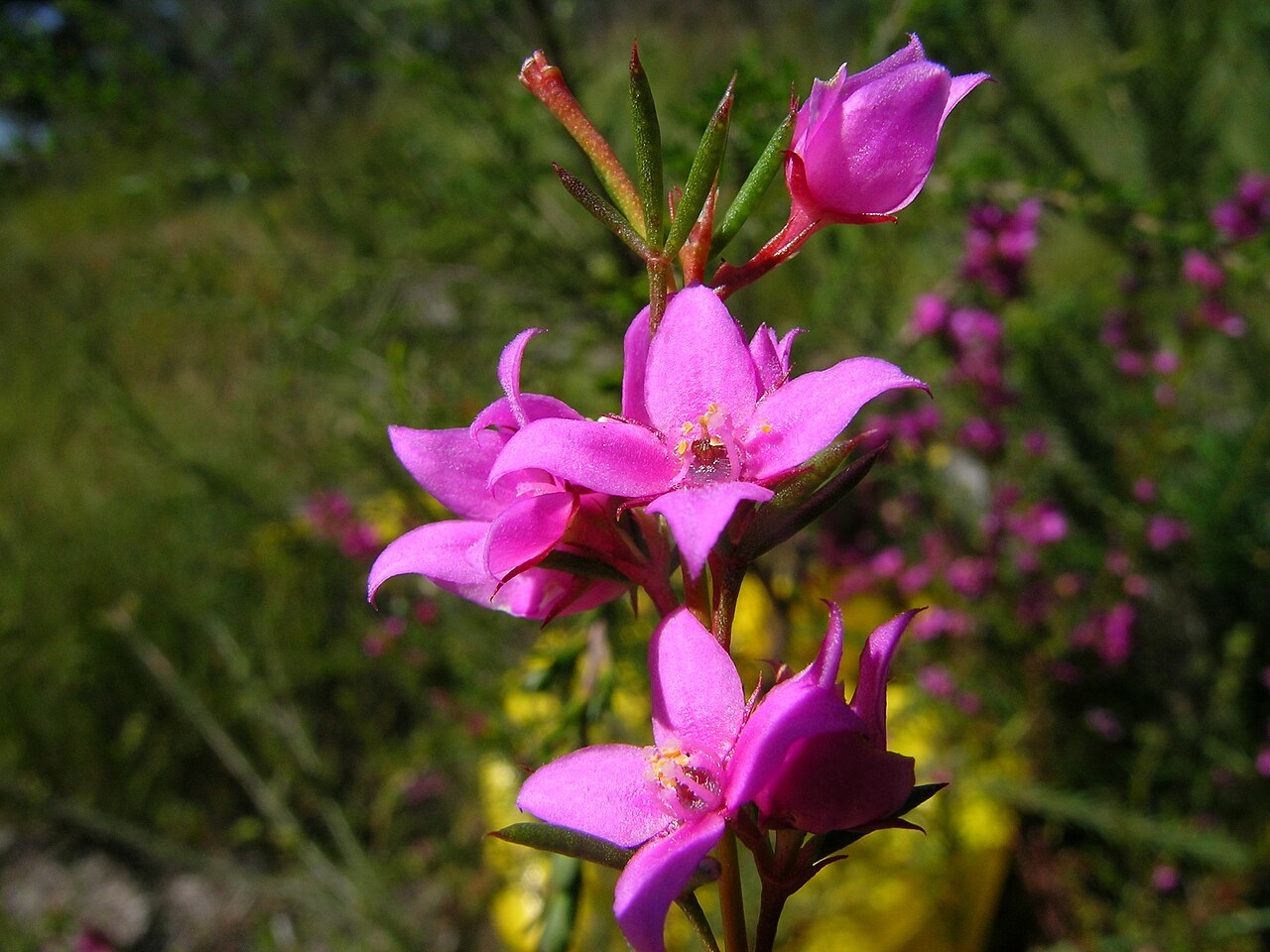 Boronia pinnata: Shrub 0.5–1.5 m tall with strongly aromatic leaves and flowers. Leaves are pinnate with 5–11 leaflets; leaflets are narrow-elliptic or narrow-oblong, 5–25 mm lo