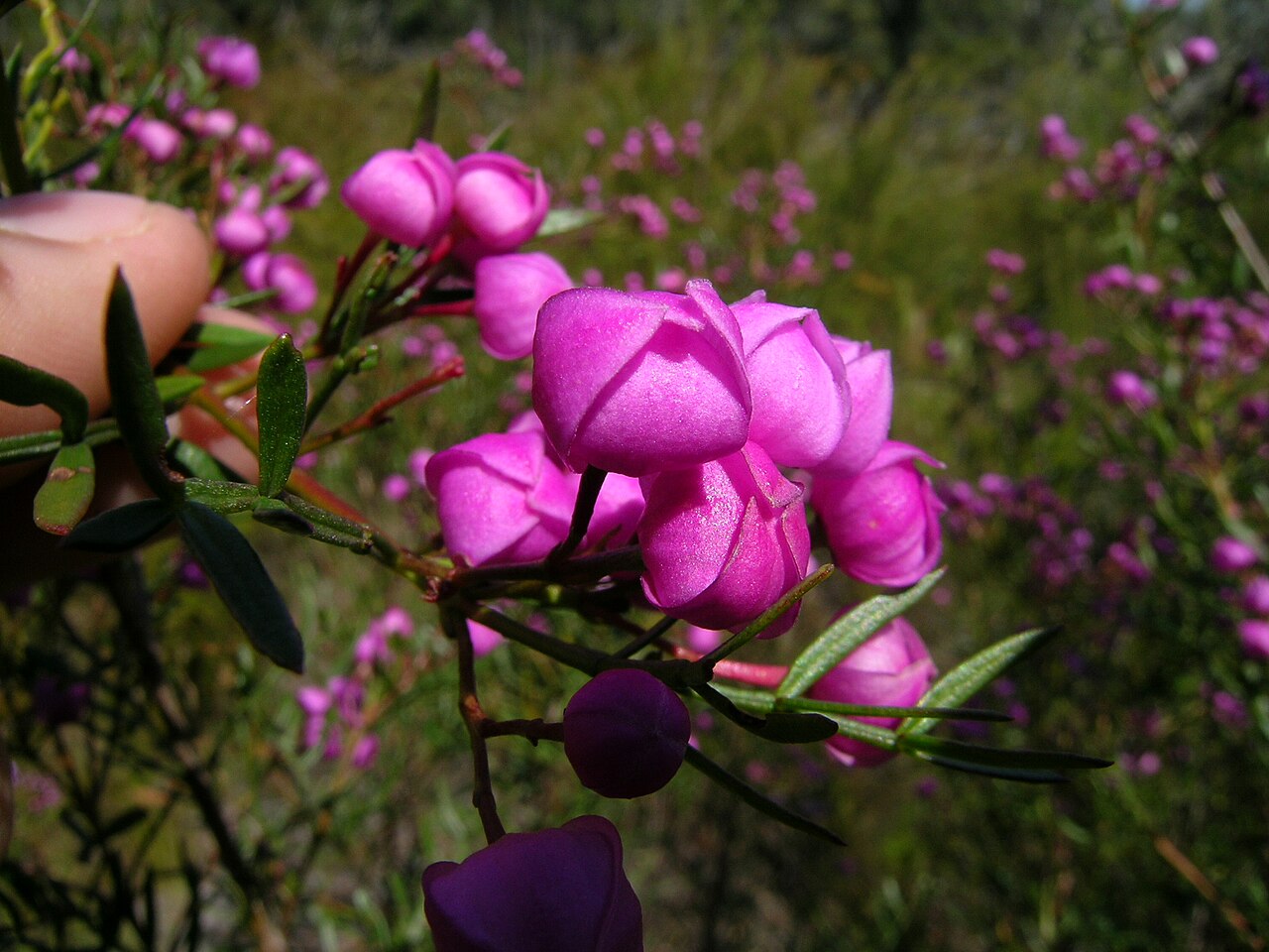 Boronia pinnata: Shrub 0.5–1.5 m tall with strongly aromatic leaves and flowers. Leaves are pinnate with 5–11 leaflets; leaflets are narrow-elliptic or narrow-oblong, 5–25 mm lo