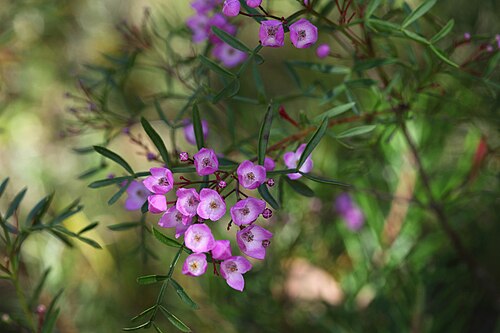 Boronia pinnata: Muogamarra Reserve, part of Ku-ring-ai National Park north of Sydney is open for only six weekends a year in spring. This is one of the fabulous wildflowers to