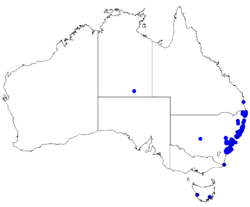 Boronia pinnata: Boronia pinnata downloaded from Australasian Virtual Herbarium 10 April 2019 using doi: https://doi.org/10.26197/5cacda08e37d9 This download included all the en