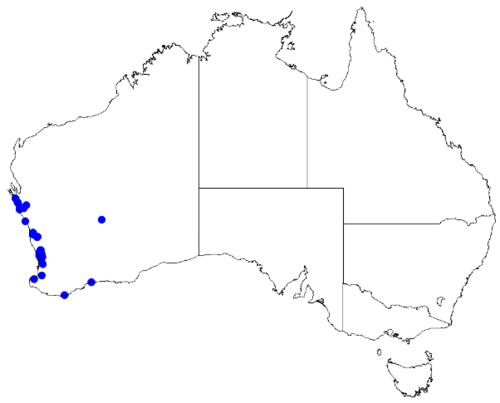 Boronia purdieana: Boronia purdieana downloaded from Australasian Virtual Herbarium 10 April 2019 using doi: https://doi.org/10.26197/5cacda08e37d9 This download included all the