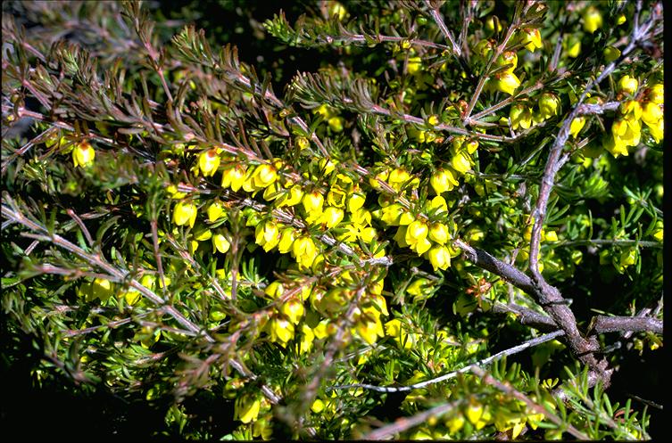 Boronia purdieana: Foliage and flowers of Boronia purdieana in the Australian National Botanic Gardens