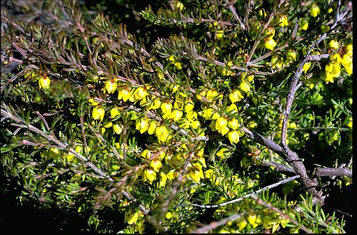 Boronia purdieana: Foliage and flowers of Boronia purdieana in the Australian National Botanic Gardens