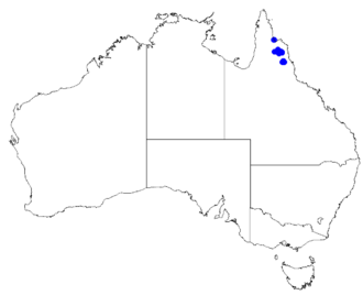 Boronia quinkanensis: Boronia quinkanensis downloaded from Australasian Virtual Herbarium 10 April 2019 using doi: https://doi.org/10.26197/5cacda08e37d9 This download included all t
