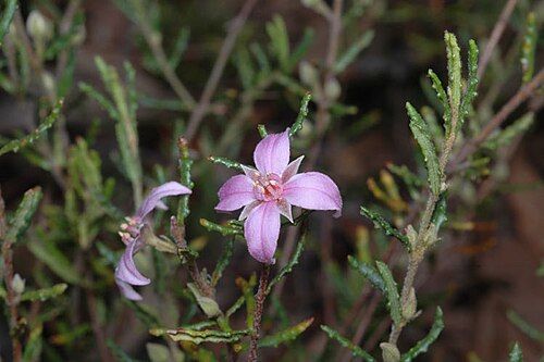 Boronia repanda: Foliage and flowers of Boronia repanda in the Australian National Botanic Gardens