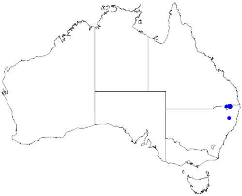 Boronia repanda: Boronia repanda downloaded from Australasian Virtual Herbarium 10 April 2019 using doi: https://doi.org/10.26197/5cacda08e37d9 This download included all the en